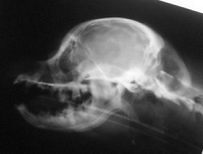 Andy skull xray