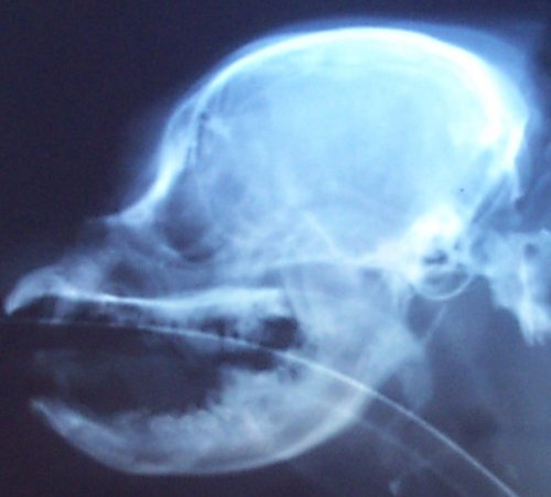 copy of side skull xray GER