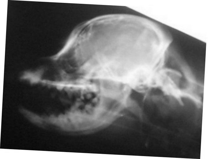 Finley skull xray