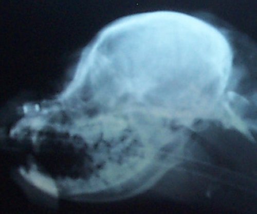 Side skull xray CHIER