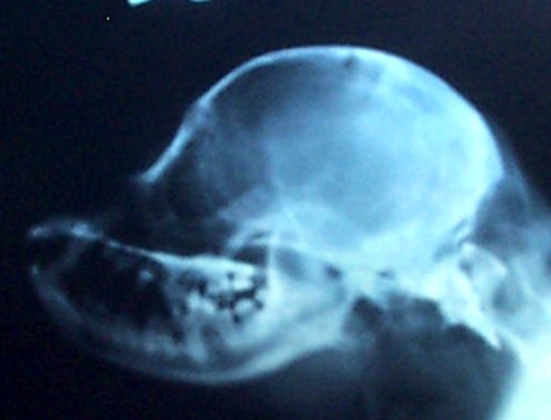 Side skull xray TLER