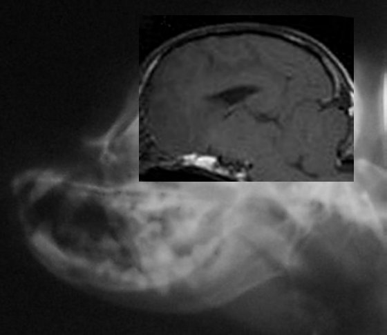 Skull xray and MRI dog with SM