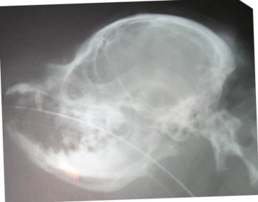 Skull xray of dog who had surgery