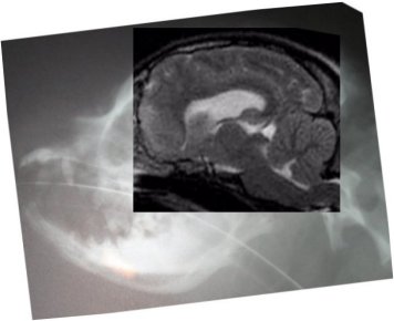 Side skull xray and MRI of dog who had SM surgery