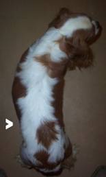 medium cavalier weight