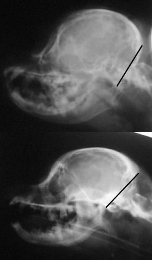 Skull xrays back skull comparison with lines new